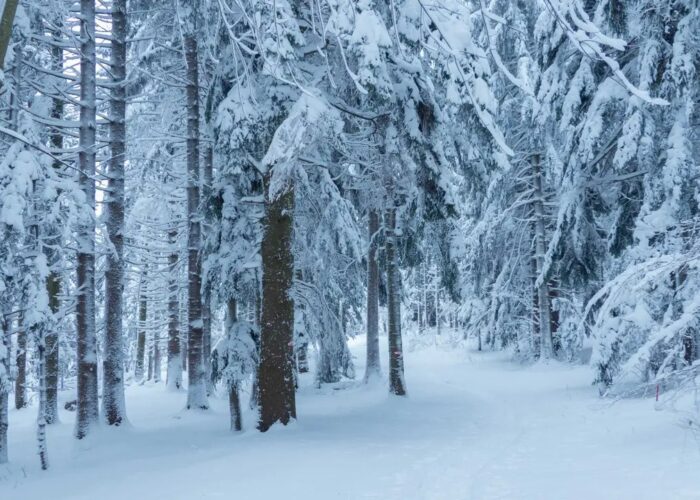 img_11_1753788310096